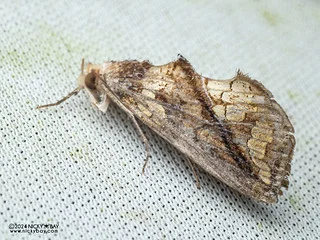 Fruit-piercing moth (Plusiodonta sp.) - P3103678