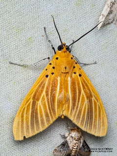 Snouted tiger moth (Asota egens) - P3103627