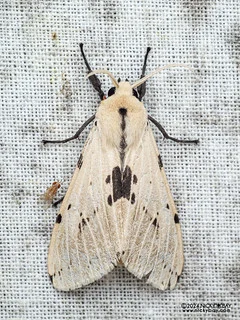 Tiger moth (Spilosoma cf. hypogopa) - P3114003