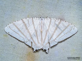 Swallowtail moth (Urapteroides astheniata) - P3092250