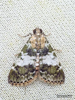 Snout moth (Epipaschiinae) - P3092392