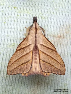 Lappet moth (Arguda insulindiana) - P3137577
