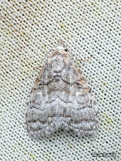 Tufted moth (Nola opalina) - P3103780