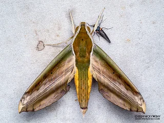 Yam hawkmoth (Theretra nessus) - P3137539