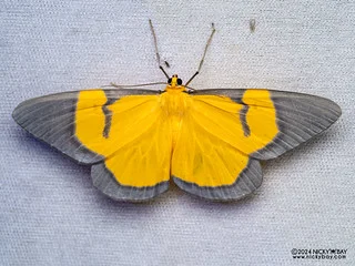Geometer moth (Celerena signata) - P3115236