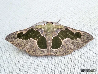 Geometer moth (Celenna centraria) - P3092400