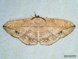 Monkey moth (Sphingognatha sp.) - P3103906