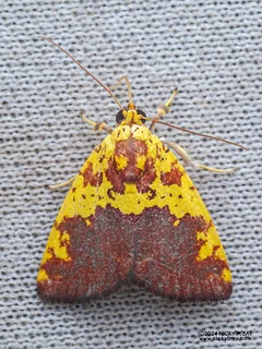 Tufted moth (Siglophora hayata) - P3092443