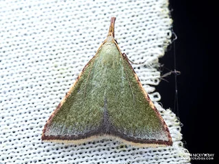 Snout moth (Pyraloidea) - P3115112