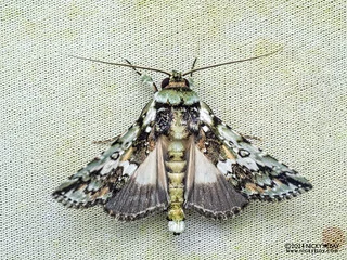 Tufted moth (Risoba calaina) - P3114306