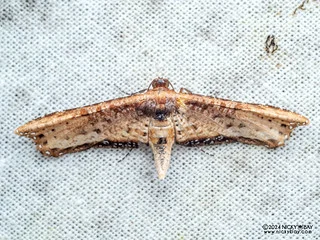 Window-winged moth (Siculodinae) - P3114134