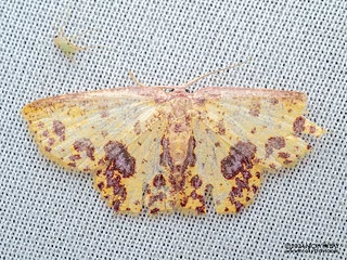 Geometer moth (Chrysocraspeda sanguinipuncta) - P3115223