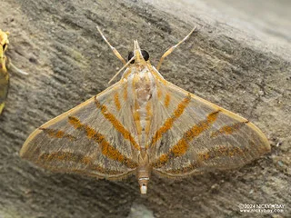 Snout moth (Pagyda salvalis) - P3092384