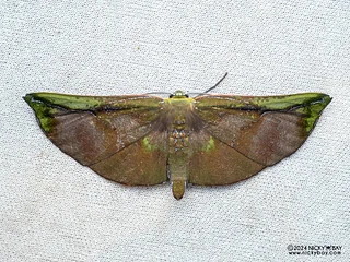 Geometer moth (Omiza lycoraria) - P3103541