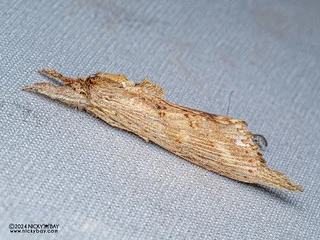 Prominent moth (Brykia sp.) - P3092061