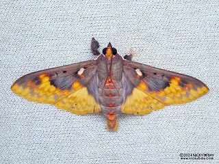 Pearl moth (Polygrammodes moerulalis) - P3103773