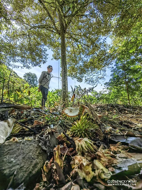 Durian tree (Durio sp.) - IMG_20240313_093645