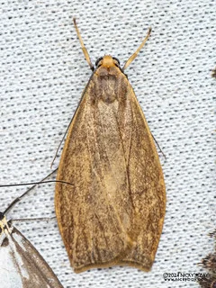 Lichen moth (Nishada sp.) - P3092168b