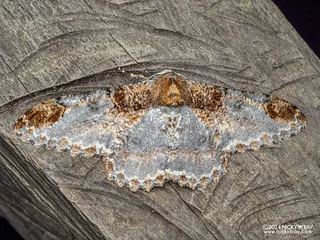 Geometer moth (Amraica solivagaria) - P3137714
