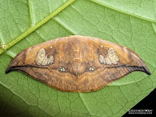 Hooktip moth (Agnidra fuscilinea) - P3115344
