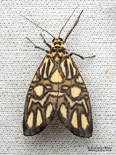Lichen moth (Graptasura sp.) - P3115043