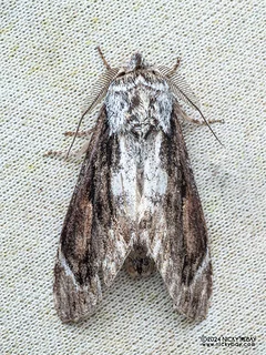 Prominent moth (Fentonia hollowayi) - P3092356