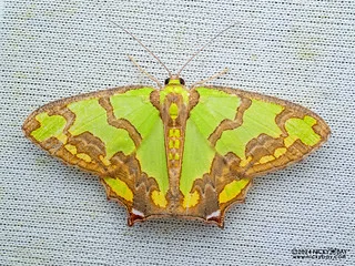 Emerald moth (Agathia eromenoides) - P3115103