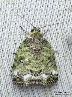Tufted moth (Blenina chlorophila) - P3103628
