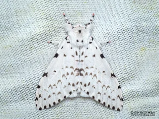 Tussock moth (Lymantria marginalis) - P3092405