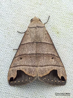Moth (Bocula marginata) - P3103662