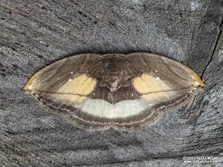 Hooktip moth (Leucoblepsis cf. ostia) - P3125831
