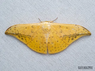 Hooktip moth (Tridrepana flava) - P3115368