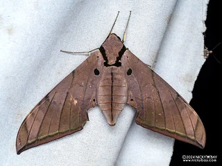 Sphinx moth (Ambulyx pryeri) - P3103127