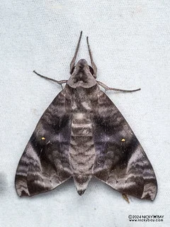 Sphinx moth (Acosmeryx pseudonaga) - P3137510
