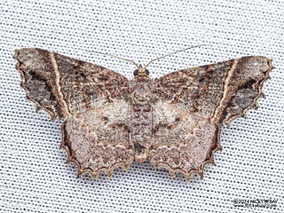 Geometer moth (Boarmacaria tenuilinea) - P3092144