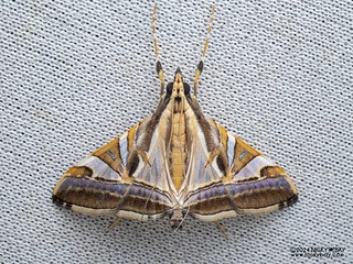 Pearl moth (Agrioglypta sp.) - P3092231