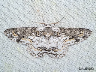 Geometer moth (Iulotrichia decursaria) - P3125569