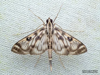 Pearl moth (Rhimphalea ochalis) - P3103769