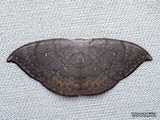 Hooktip moth (Paralbara perhamata) - P3102871