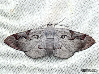 Geometer moth (Hypochrosis sp.) - P3103837