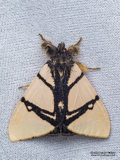 Tussock moth (Numenes contrahens) - P3103113