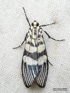 Snout moth (Heortia vitessoides) - P3114015