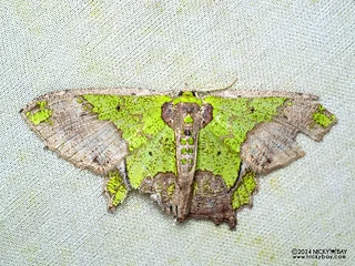 Emerald moth (Agathia codina) - P3125879