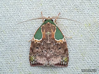 Tufted moth (Gelastocera viridimacula) - P3103665