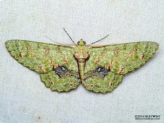 Geometer moth (Ophthalmitis satoi) - P3137718