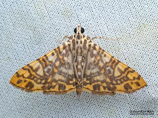 Pearl moth (Glyphodes caesalis) - P3115171