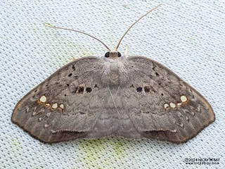Hooktip moth (Gogana bornormalis) - P3092307