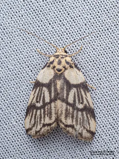 Lichen moth (Eugoa tessellata) - P3103485