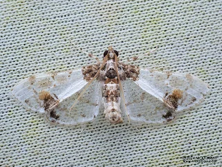 Pearl moth (Leucinodes sp.) - P3137676
