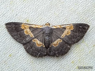 Geometer moth (Peratophyga trigonata) - P3103631